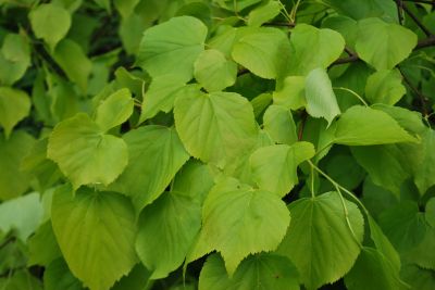 Tilia platyphyllos 'Aurea' - lípa srdčitá - listy jaro