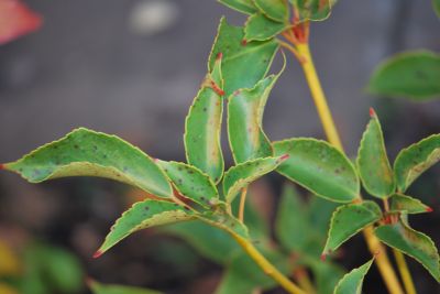 Trochodendron aralioides - kolostrom aralkovitý