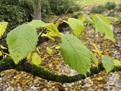 Ulmus laevis - jilm brvitý (vaz) - podzim