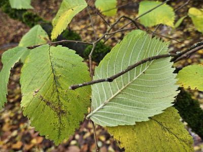 Ulmus laevis - jilm brvitý (vaz) - podzim 