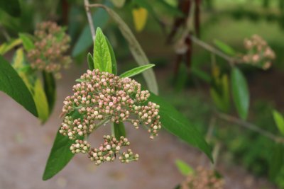 Viburnum × pragense - kalina pražská - pupeny květů