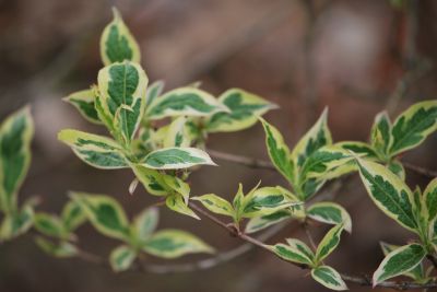 Weigela florida ‘Variegata’ - vajgélie květnatá