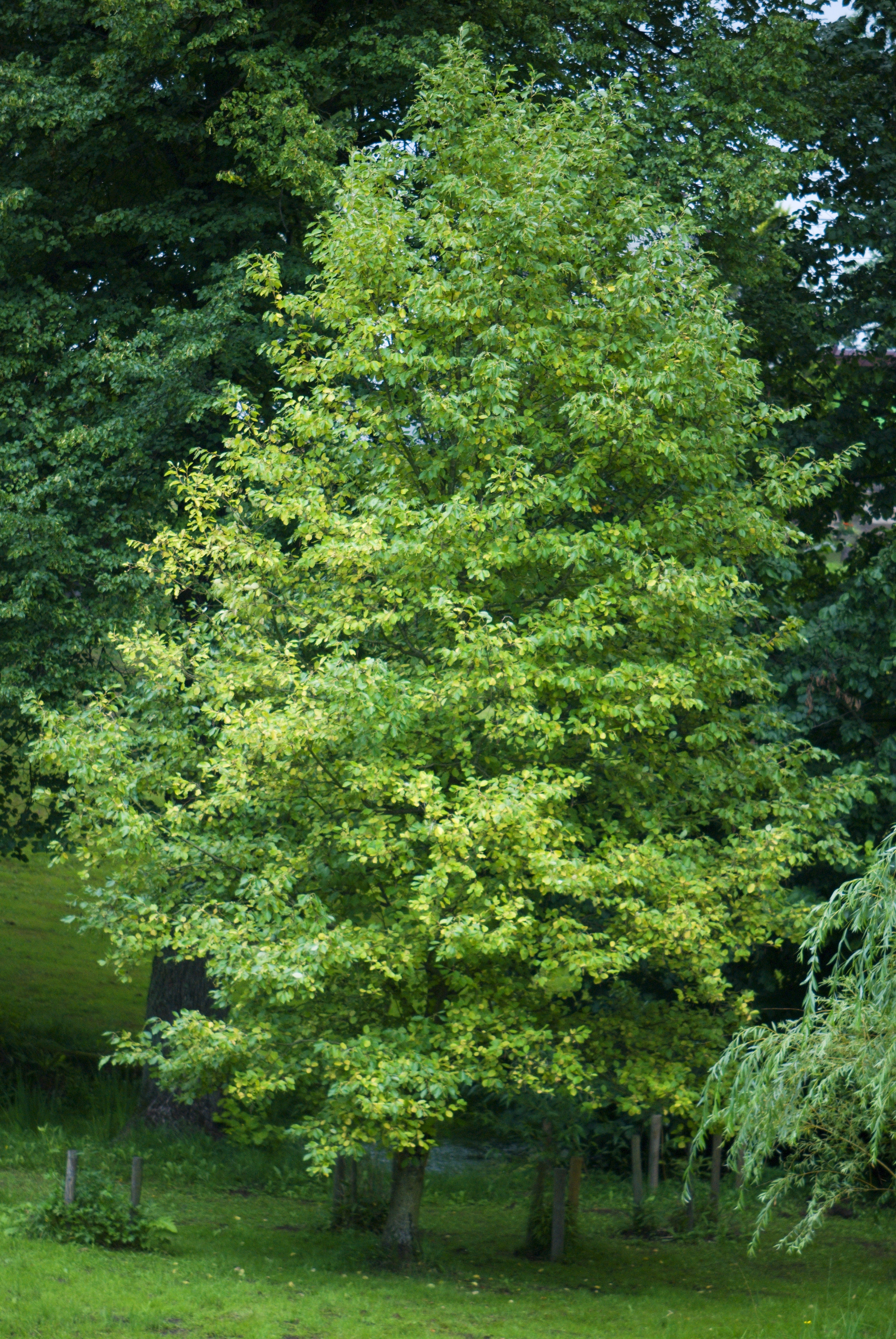 Ольха серая Alnus incana “Aurea”