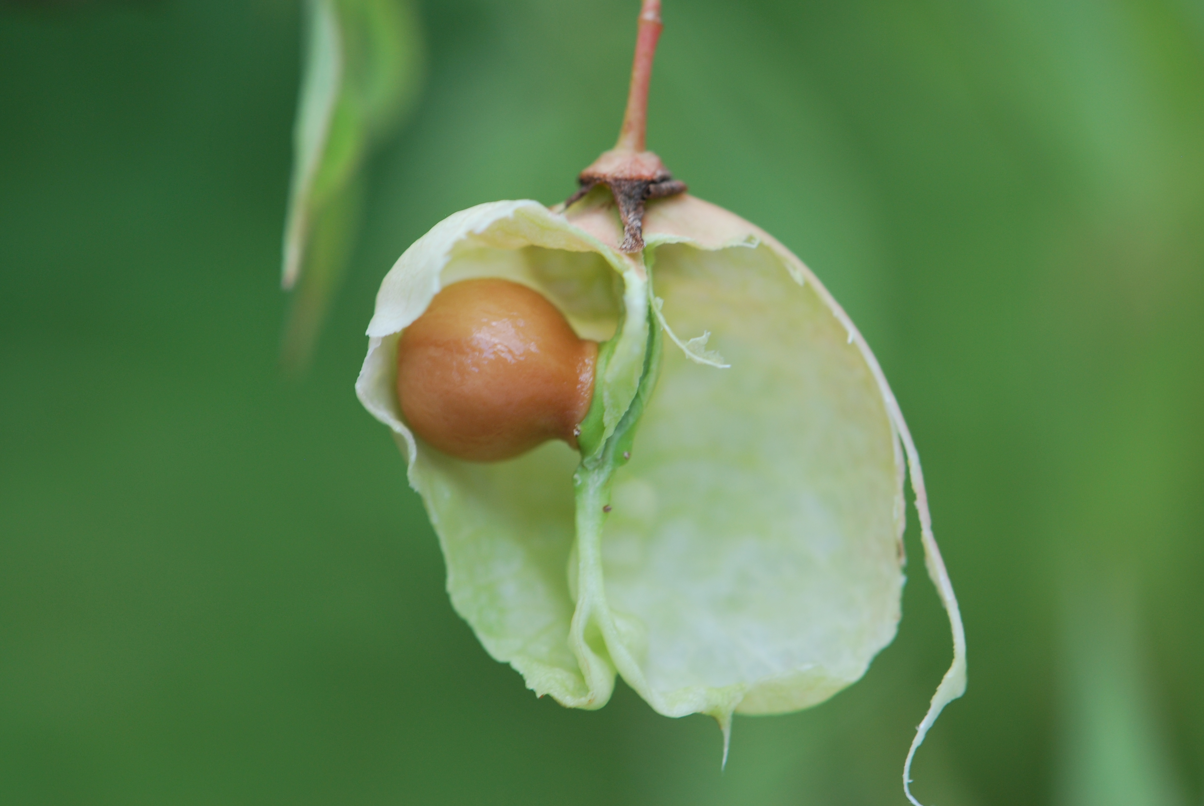 Staphylea pinnata - klokoč zpeřený - plod a semeno